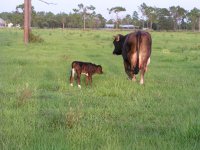 2006 calves 024a.JPG