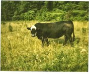 guess the sire.jpg