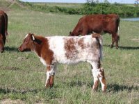 Salute heifer calf.jpg