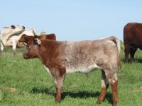 Salute bull calf-2.jpg