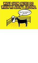 CATTLE WHAT CALVES.JPG