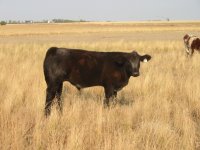 Blue roan steer #3.JPG