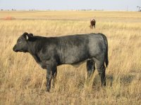 Blue roan steer #2.JPG