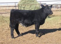 HC Steer 69R -Lot 29.jpg