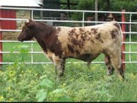 ITK bull.jpg