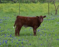 calves_nhrshorthorns.jpg