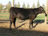 knabe's heifer.jpg