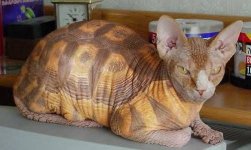 turtle-cat.jpg