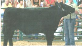 steer1.jpg