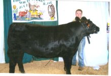 steer2.jpg