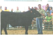 steer3.jpg