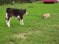 Calf & Dog 1.JPG