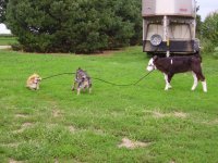 Calf & Dog 2.JPG