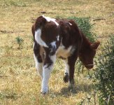 Chili's heifer 6-07.JPG