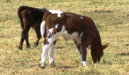 Chilli's Heifer #5 side 6-07.jpg