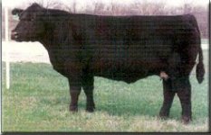 cow224x.jpg