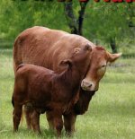 mystery breed cow calf.jpg