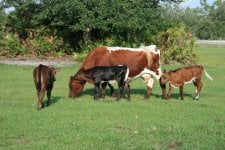 2007 calves 007a.JPG