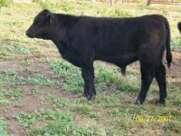 Steer Pictures 009.jpg