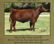 alta cedar prairie heifer.jpg