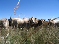 Smoky Heifers.jpg