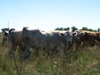 Smoky Heifers 2.jpg