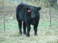 Hairy steer 006.jpg