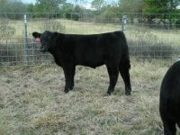 Hairy steer 009.jpg