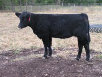 Hairy steer 014.jpg