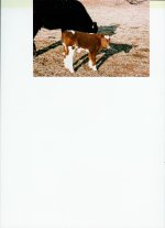 Lifeline's calf.jpg