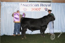 Grand Champion Lowline Bull 1.jpg