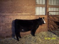 heifers 008.jpg