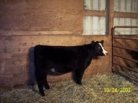 heifers 008.jpg