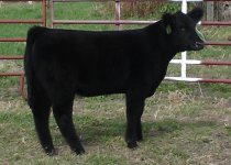 Almost%20Famous%20Heifer.jpg