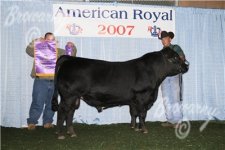 Grand Champion Lowline Bull 2.jpg