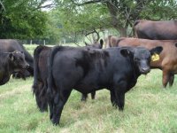 Cows 073.jpg