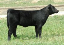 87T Joe heifer.jpg