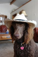 Cowboy wink 014.jpg