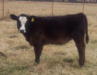 vanillice black baldy heifer.jpg