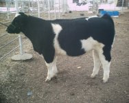 2007steer 017.jpg