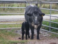 Victoria calves 12-30-07 028a.JPG