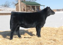 Gigolo Joe Heifer 86T.jpg