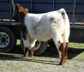 lassie 12-25-07 016.jpg