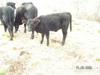 Heifer calf 001.jpg