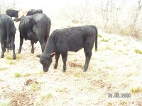 Heifer calf 002.jpg