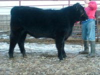 Steer 012.JPG