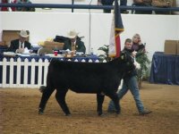 Ft Worth Steer Show 020 (Small).jpg
