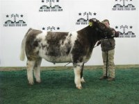 Ft Worth Steer Show 007 (Small).jpg