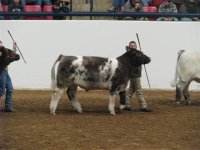 Ft Worth Steer Show 001 (Small).jpg