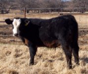 16B steer.jpg